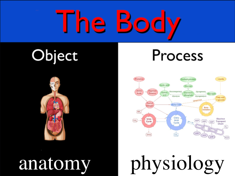 AnatomyPhysiology