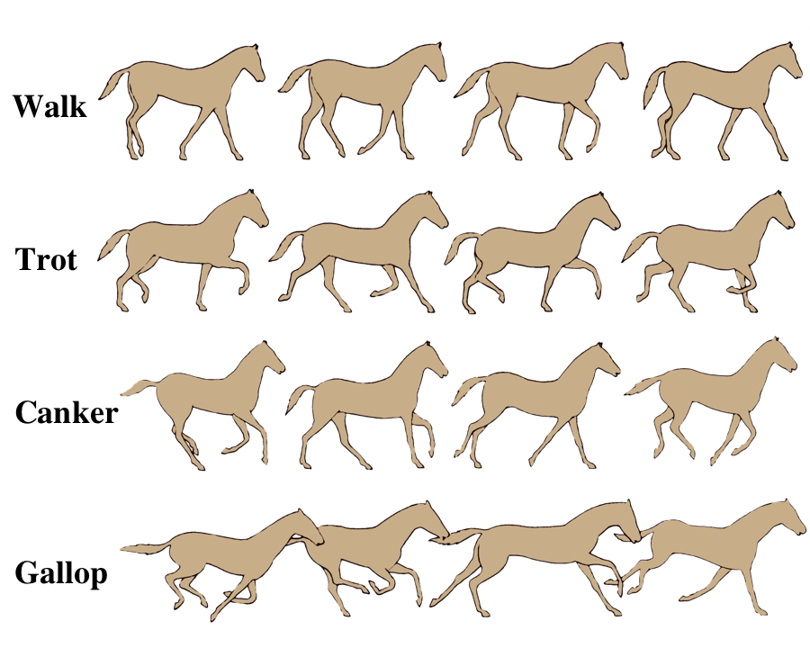 Image result for different gaits for a horse clipart