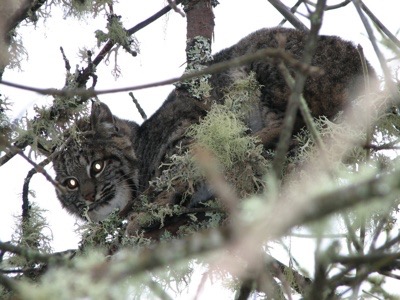 Mr. Bobcat