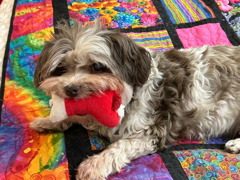 Roxy with her toy4