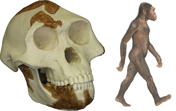 australopithecus