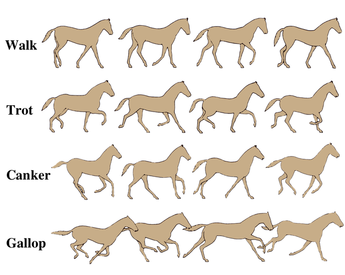 HorseGaits