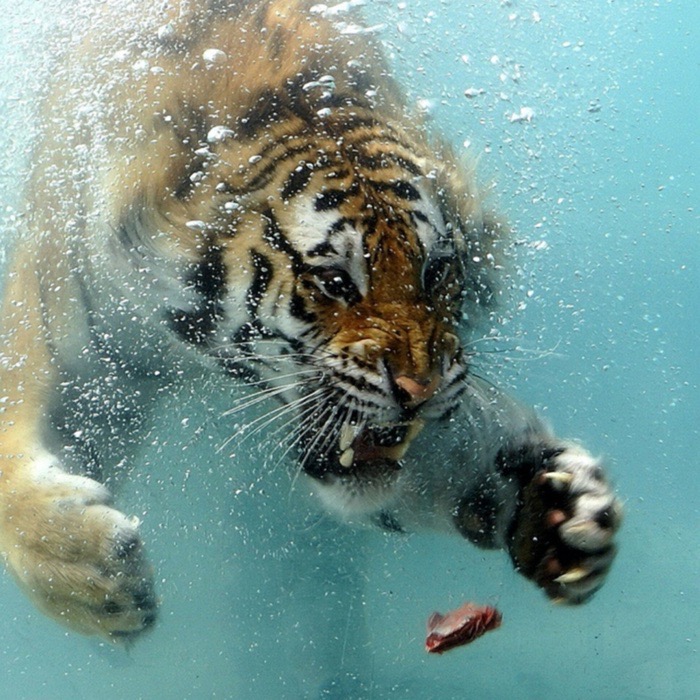 TigerSwims